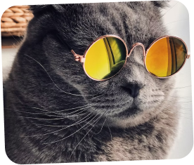 cat